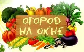 ОГОРОД НА ОКНЕ