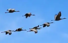 Встречаем птиц перелетных