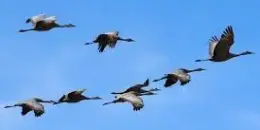 Встречаем птиц перелетных